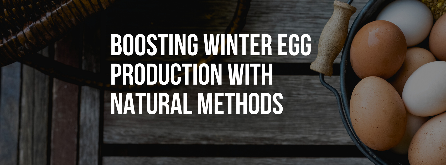 Image showcasing Boosting Winter Egg Production with Natural Methods – Healthy Animals 4Ever