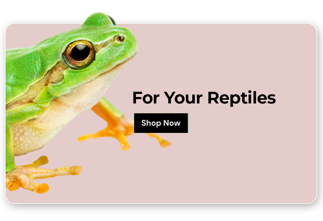 Shop for your Reptiles