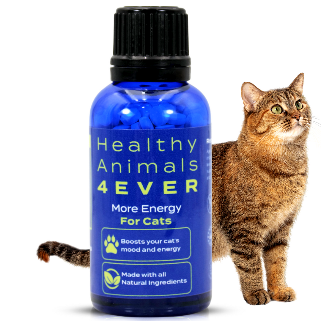 More Energy - Cats