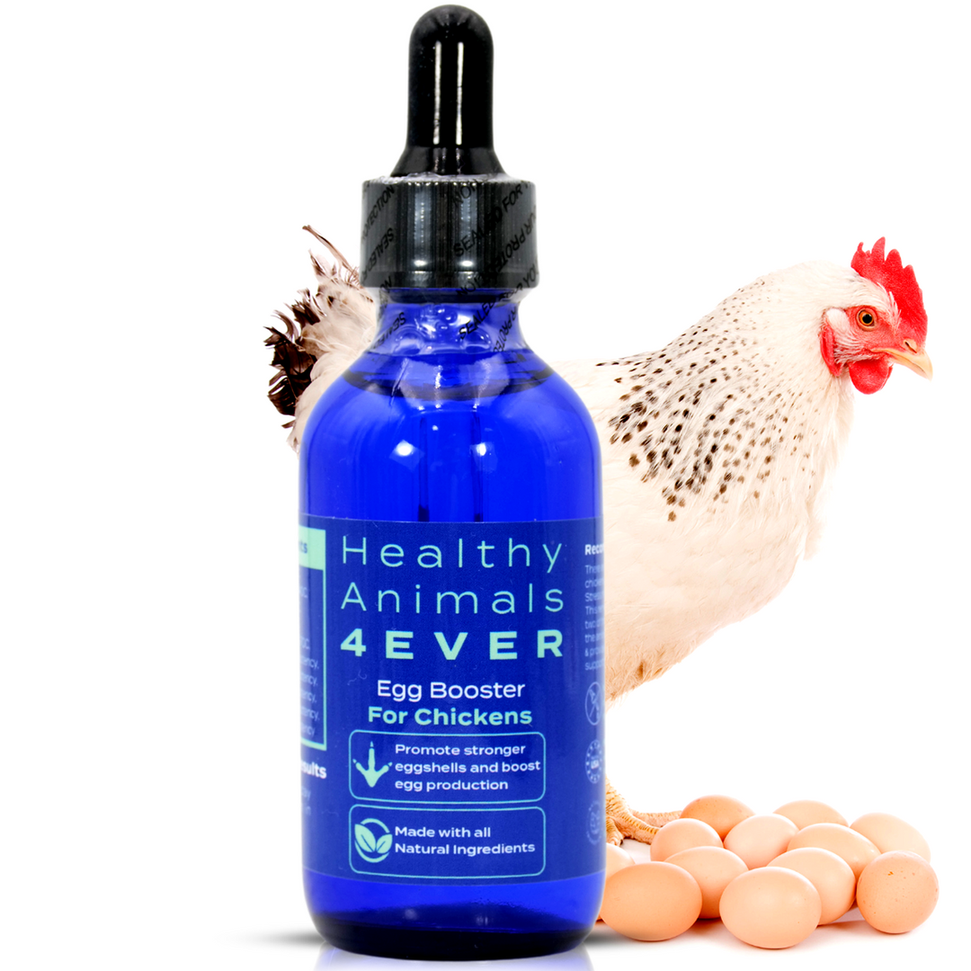 Chicken Egg Booster (Liquid)