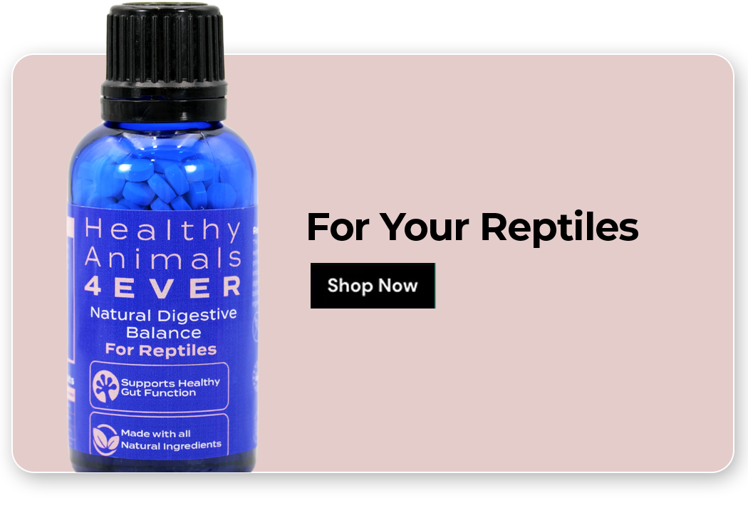 Shop for your Reptiles