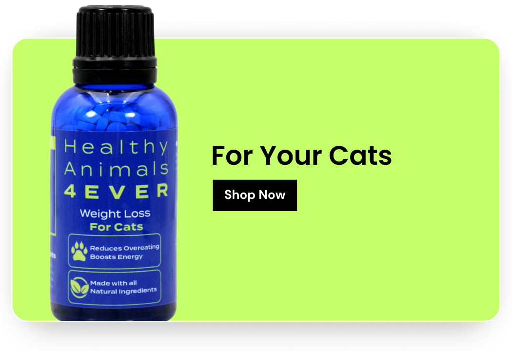 Shop for your Cats