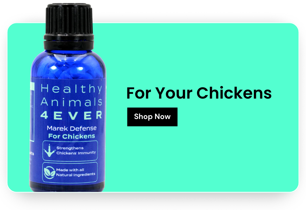 Shop for your Chickens