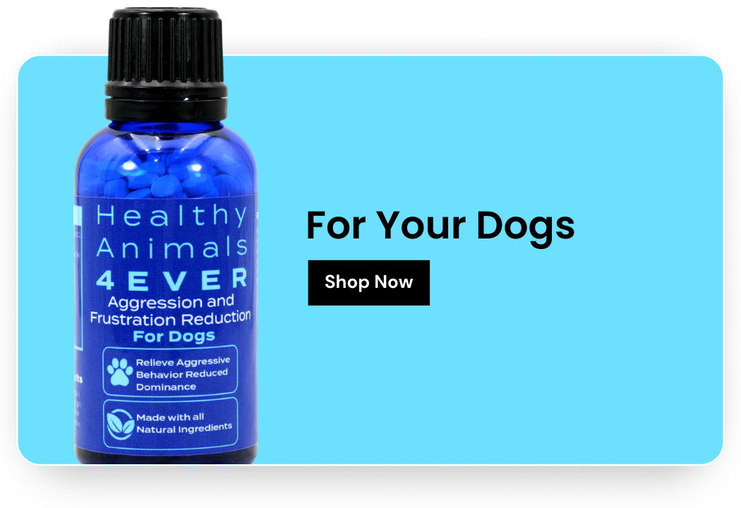 Shop for your Dogs