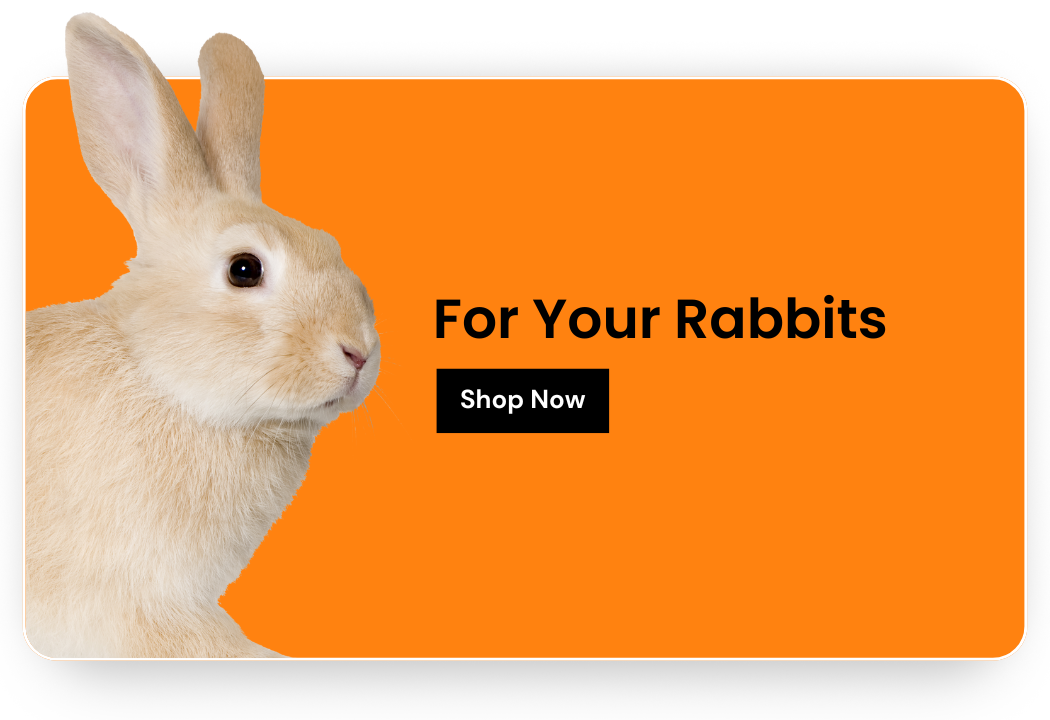 Shop for your Rabbits