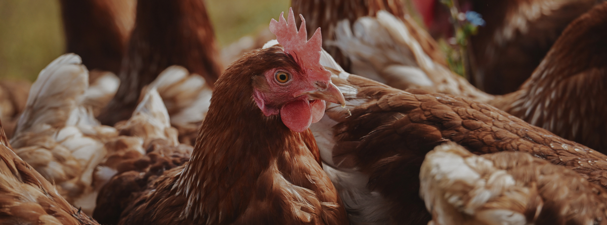 Natural Ways to Calm Anxious Chickens: Effective Remedies and Techniques
