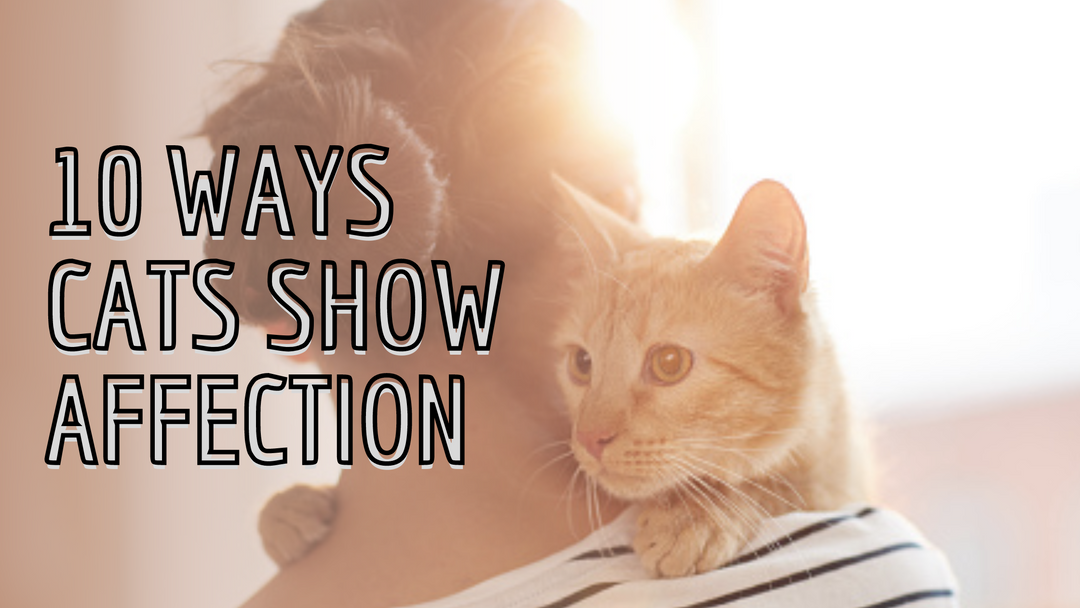 10 Ways Cats Show Affection