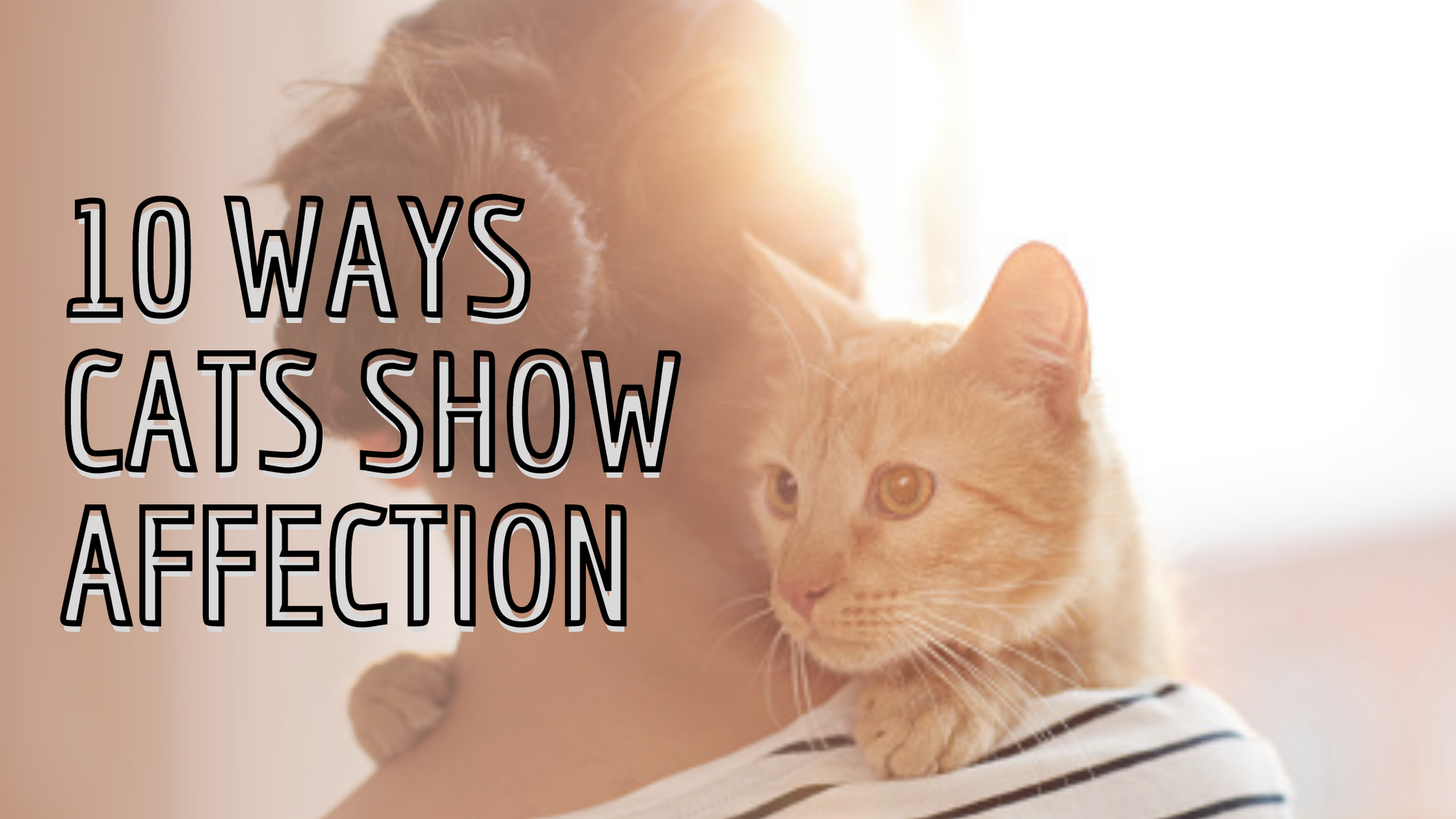 Check It Out 10 Ways Cats Show Affection — Healthy Animals 4Ever