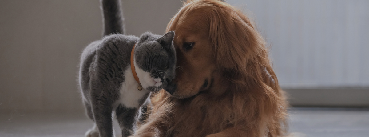 Top 10 Natural Ways to Calm Aggressive Cats and Dogs: Homeopathy, Herbs, and More