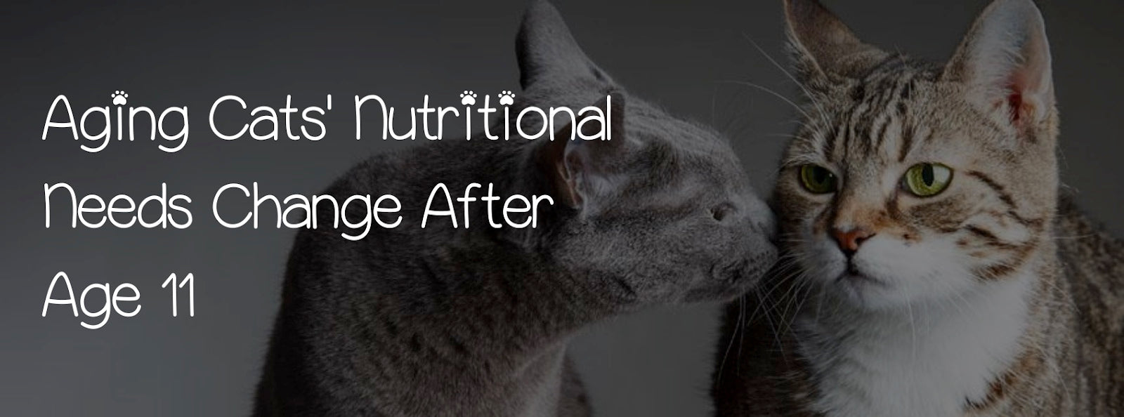 AGING CATS' NUTRITIONAL NEEDS CHANGE AFTER AGE 11