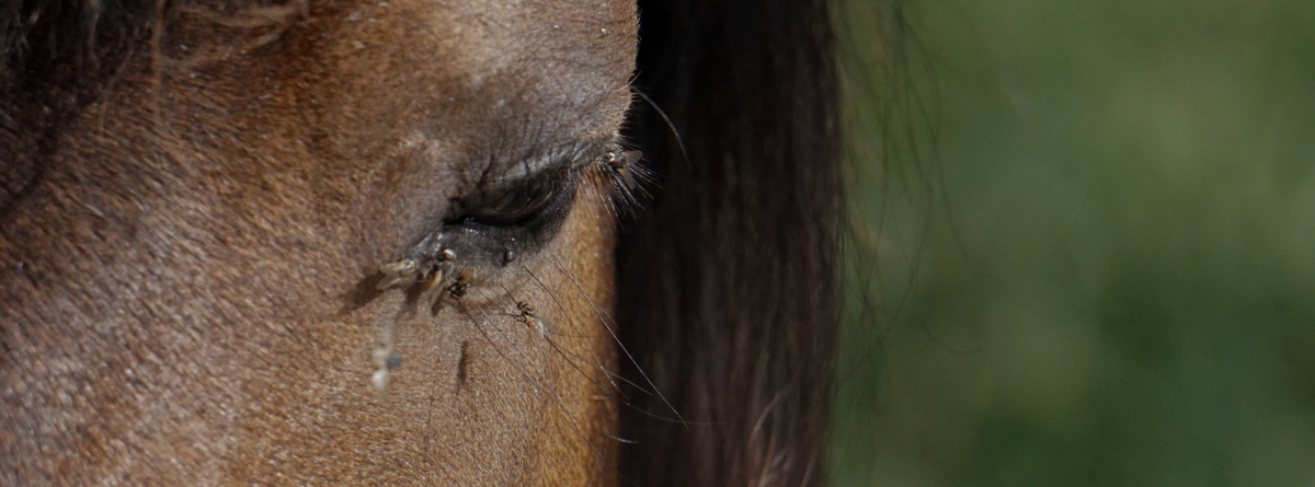 Top Natural & Homeopathic Fly Control Remedies for Horses