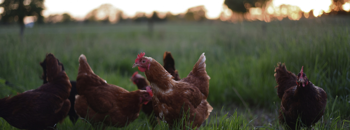 Natural Chicken First Aid Kit: Essential Remedies & Care Tips