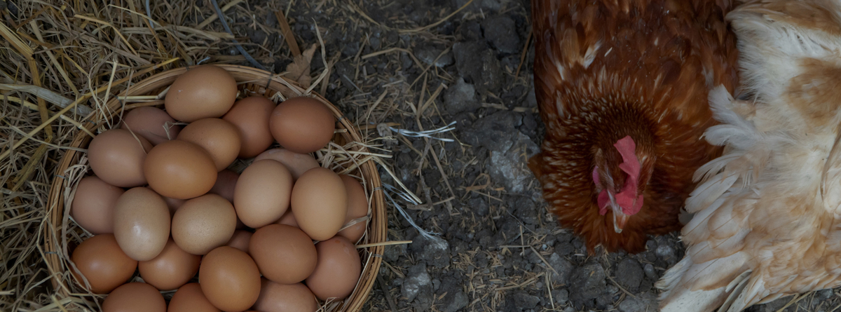 Effective Natural Ways to Manage Egg Binding in Chickens