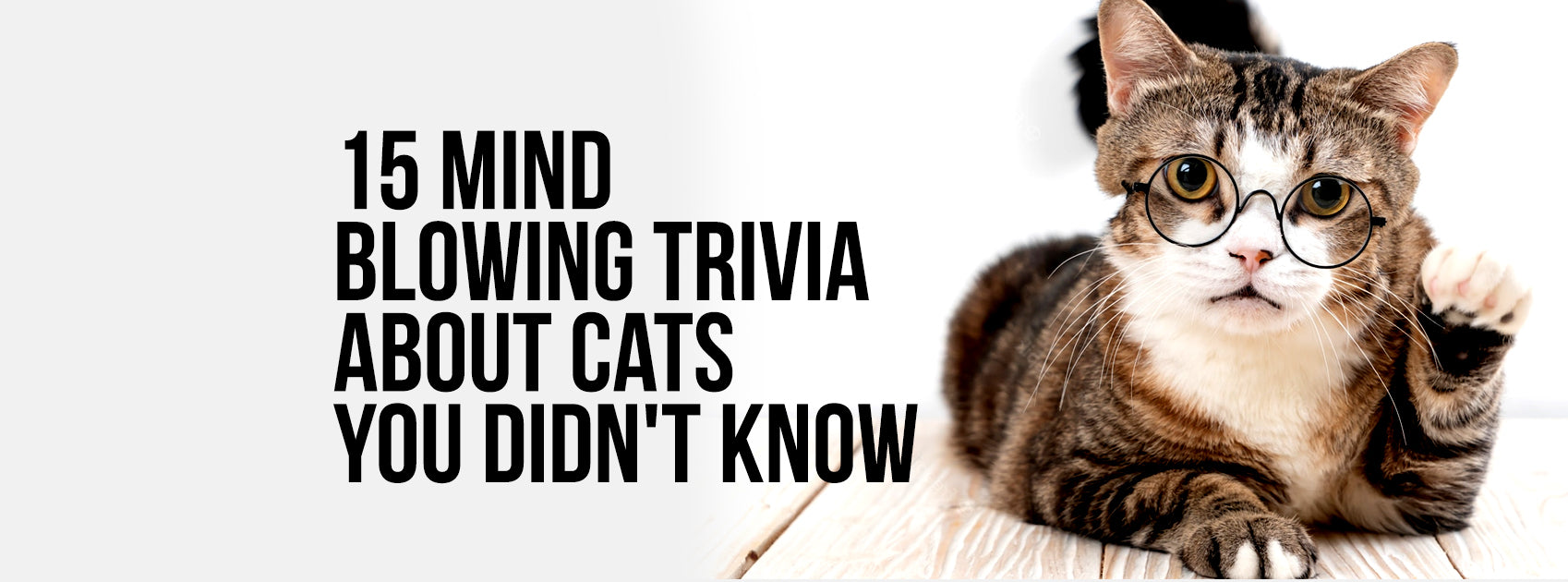15 Mind Blowing Trivia About Cats You Didn't Know