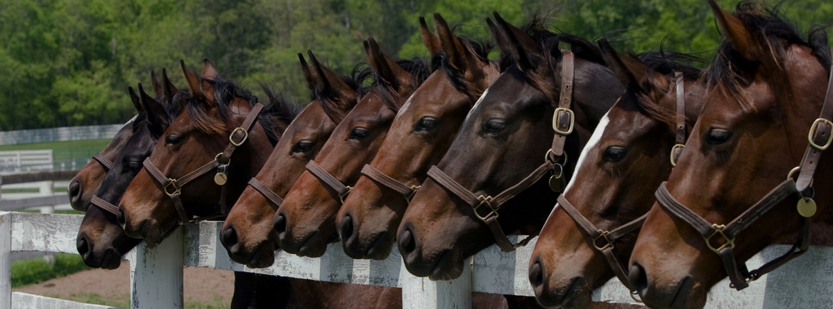 Introduction to Homeopathy for Horses: A Holistic Approach to Equine Health