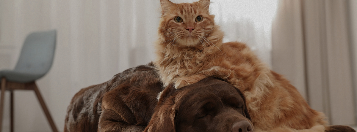Natural Remedies for Common Pet Skin Conditions: A Holistic Approach to Pet Care