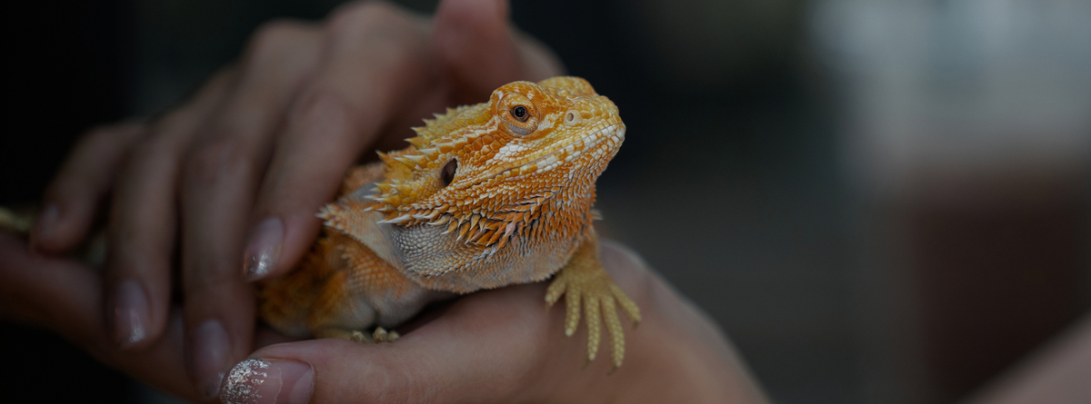 Homeopathy for Reptiles: A Comprehensive Guide to Natural Healing