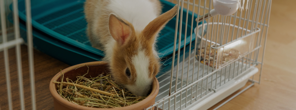 Ultimate Guide to Preventing and Treating GI Stasis in Rabbits: Natural Remedies and Expert Tips