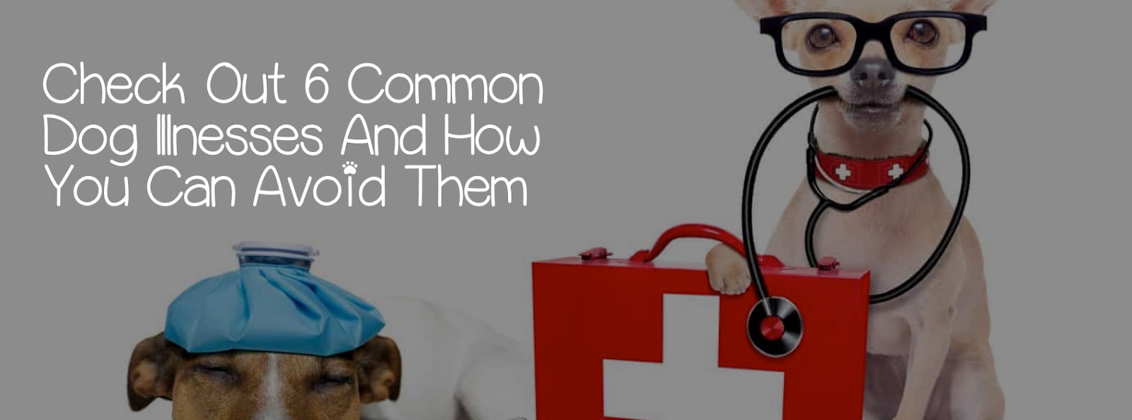 CHECK OUT 5 COMMON  DOG ILLNESSES AND HOW  YOU CAN AVOID THEM