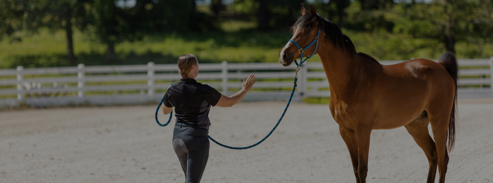 Positive Reinforcement Training for Horses: A Beginner’s Guide