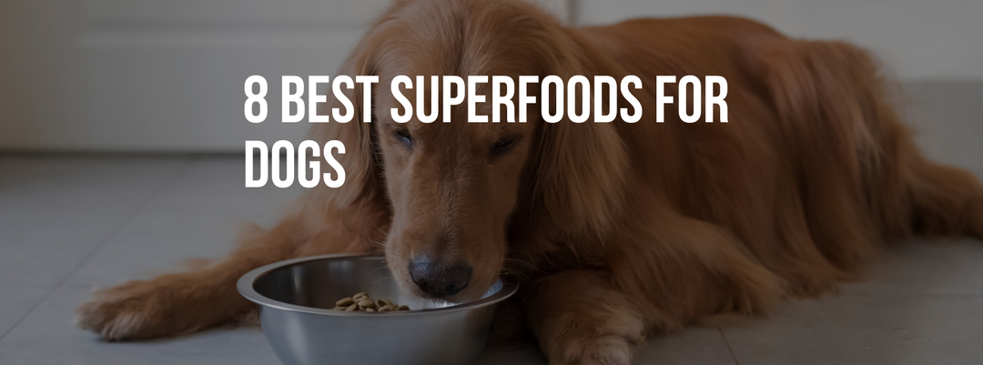8 Best Superfoods for Dogs (Safe, Natural & Vet-Approved Choices)