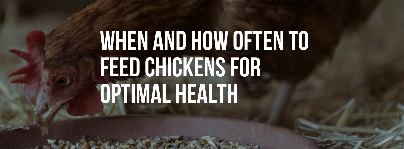 When and How Often to Feed Chickens for Optimal Health