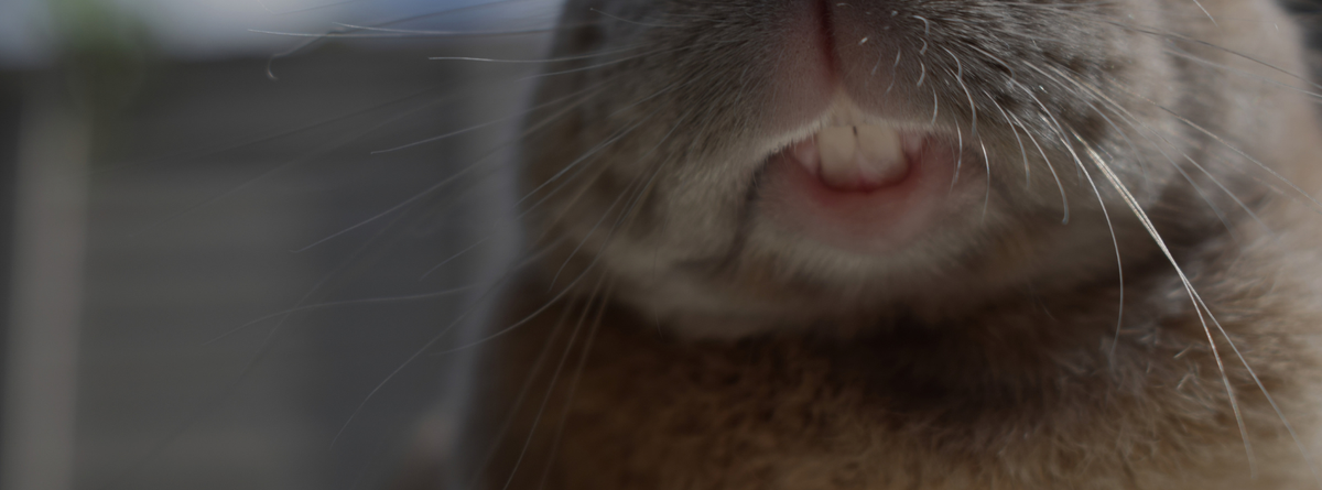Complete Guide to Rabbit Dental Health: Prevention, Treatment & Natural Care
