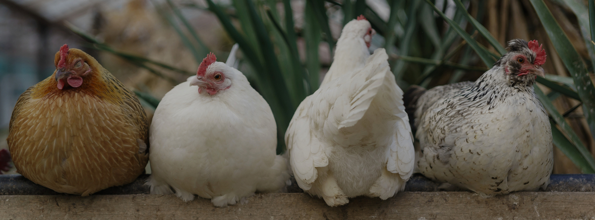 Natural Chicken Care: Recognizing and Treating Parasites with Homeopathy