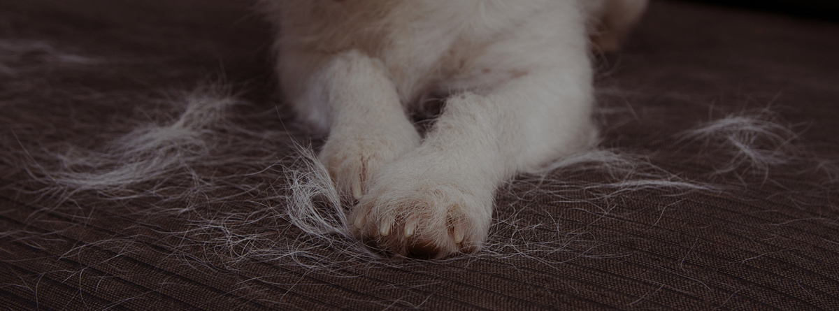 Natural Solutions for Pet Shedding: Homeopathic Remedies and Grooming Techniques