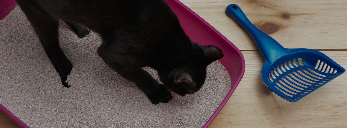 Natural UTI Remedies for Cats: Signs, Relief, and Prevention