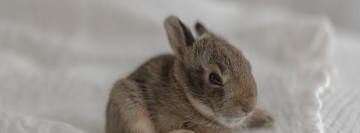 Rabbit Health: Detecting Issues & Integrating Homeopathy for Comprehensive Care