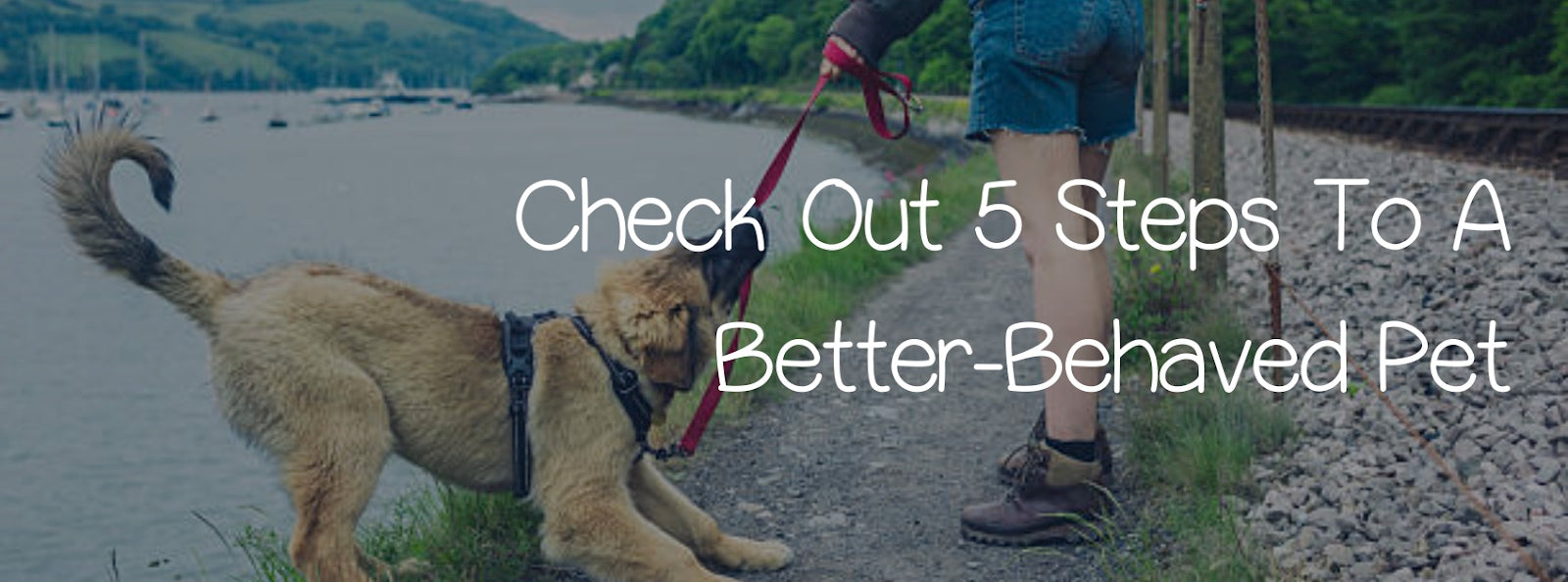CHECK OUT 5 STEPS TO A  BETTER-BEHAVED DOG