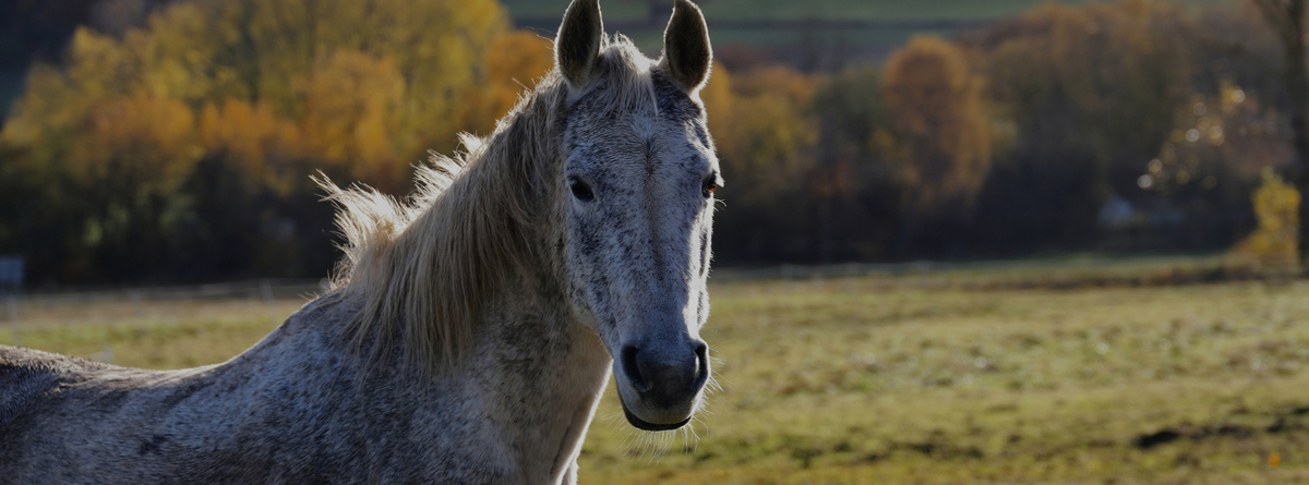 Ultimate Guide to Natural Tick and Insect Control for Horses: Effective Remedies and Tips