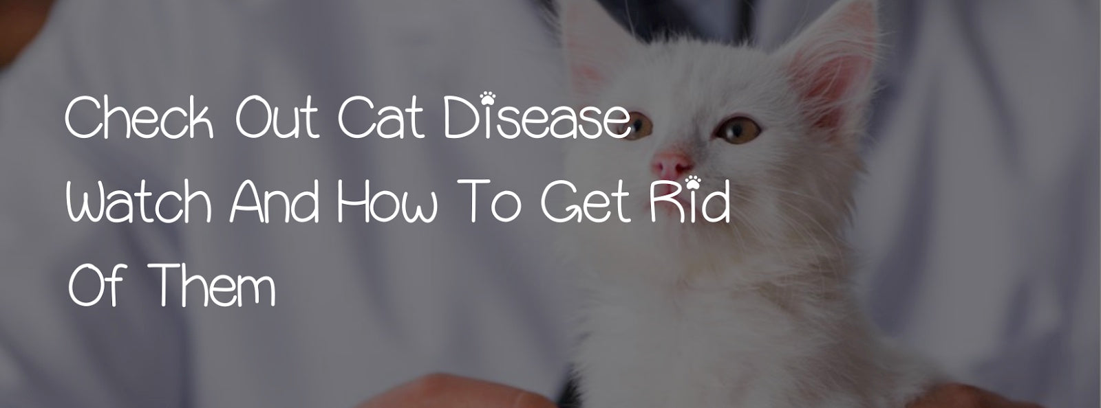 CHECK OUT CAT DISEASE WATCH AND HOW TO GET RID OF THEM