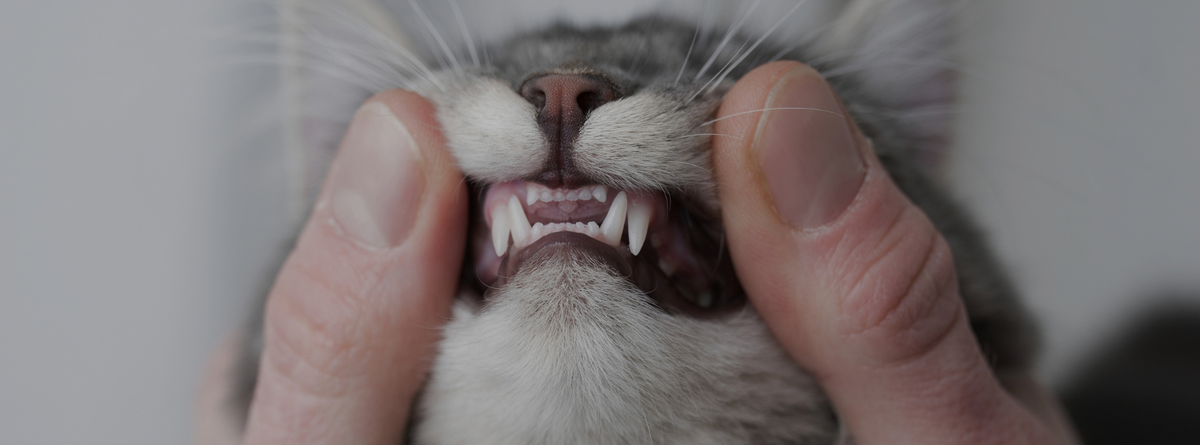 A Complete Guide to Healthy Cat Teeth and Gums