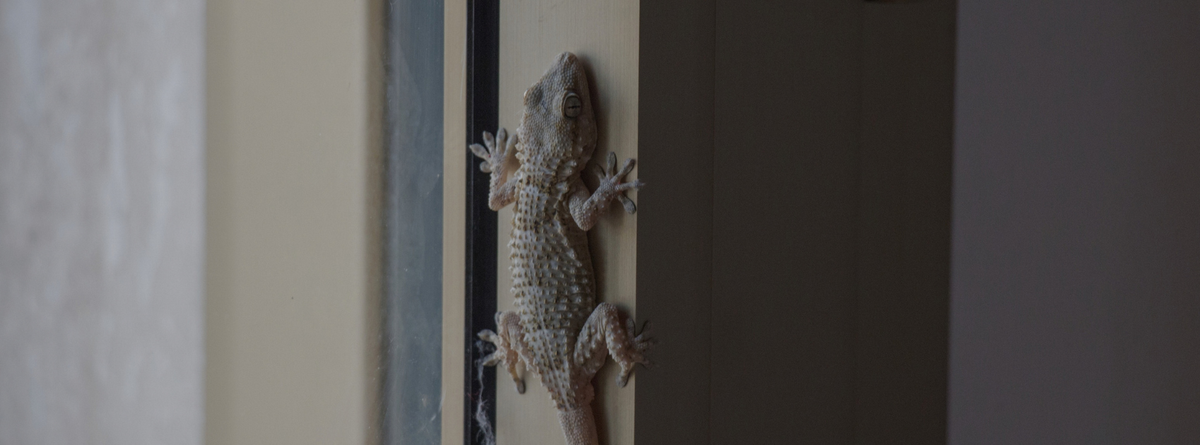 Natural Ways to Boost Your Reptile's Immune System