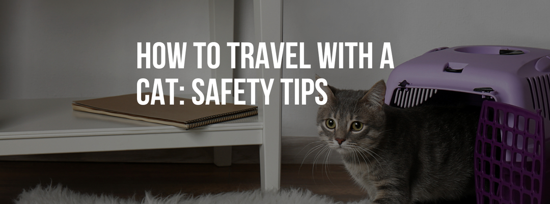 How to Travel With a Cat: Safety Tips for a Calm Trip