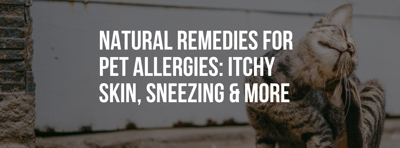 Natural Remedies for Pet Allergies: Itchy Skin, Sneezing & More