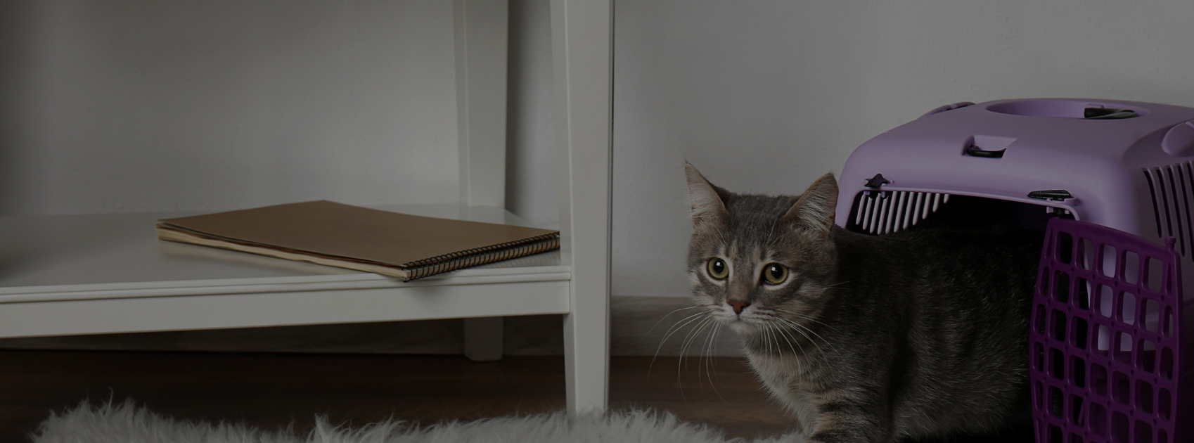 How to Travel With a Cat: Safety Tips for a Calm Trip