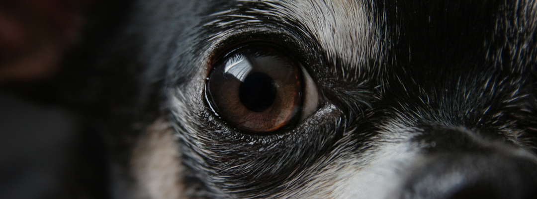 Signs of Vision Loss in Dogs: What to Watch For and How to Help