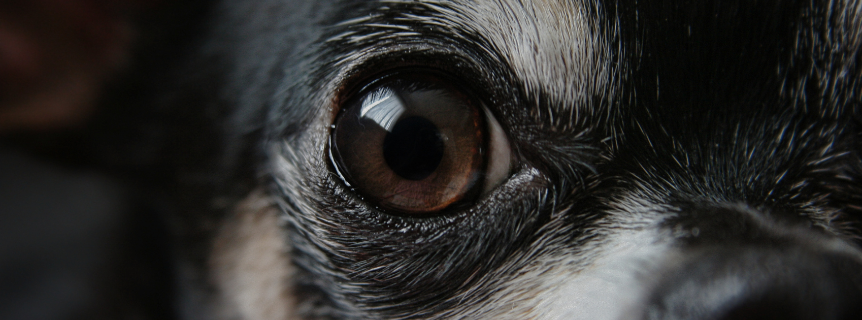 Signs of Vision Loss in Dogs: What to Watch For and How to Help