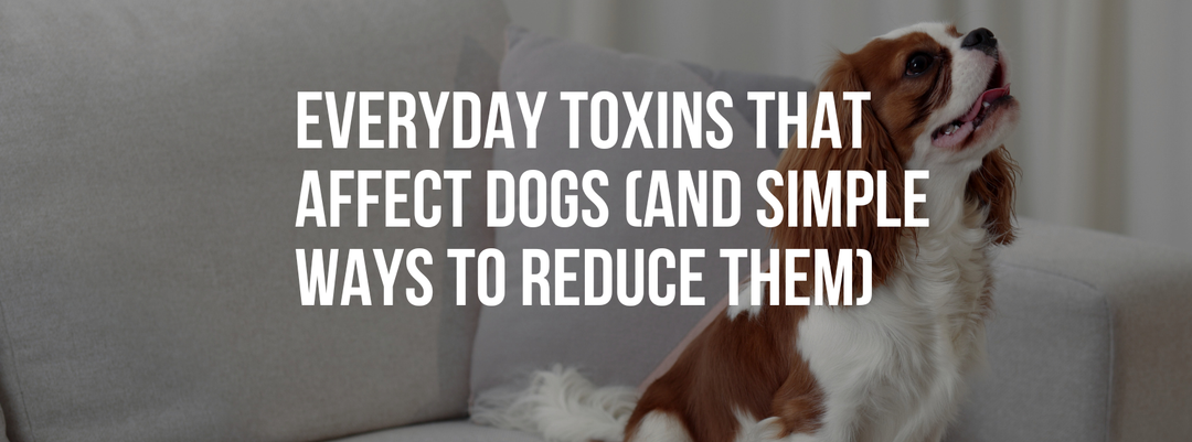 Everyday Toxins That Affect Dogs (And Simple Ways to Reduce Them)