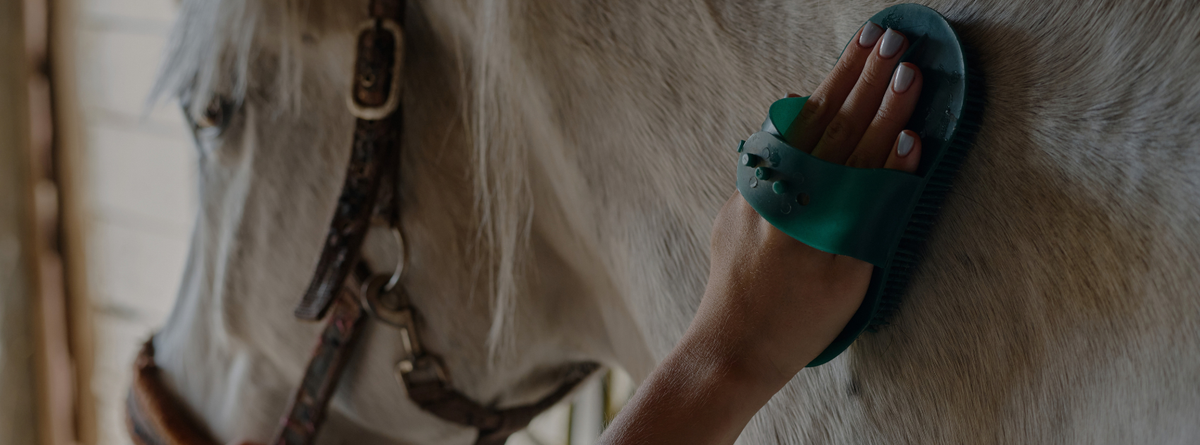 Homemade Sweet Itch Remedies for Horses: Prevention, Treatment & Care Tips