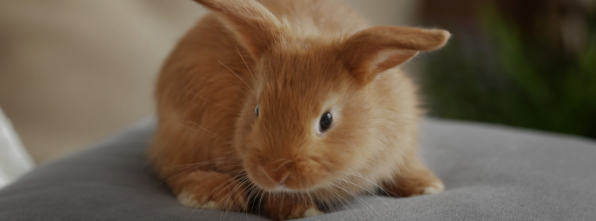 How to Calm a Nervous Bunny Naturally (Simple & Effective Tips)