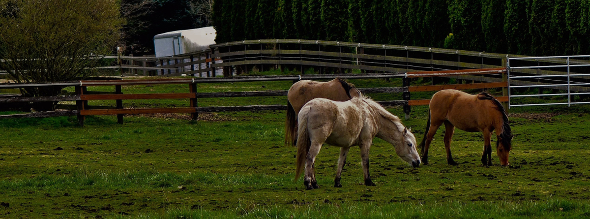 Natural Ways to Improve Your Horse’s Digestive Health