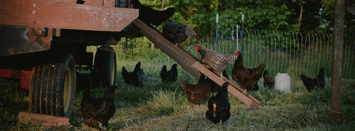 Natural Remedies for Common Fall Chicken Ailments: Herbs and Homeopathic Solutions