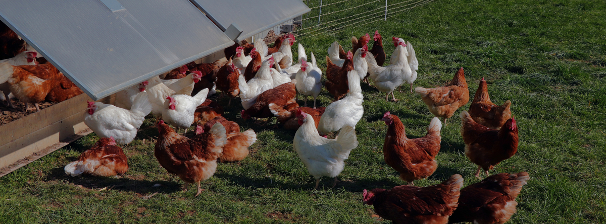 The Benefits of Homeopathic Remedies for Chickens: A Comprehensive Guide