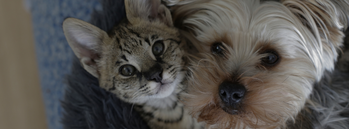 The Best Homeopathic Remedies for Common Pet Problems