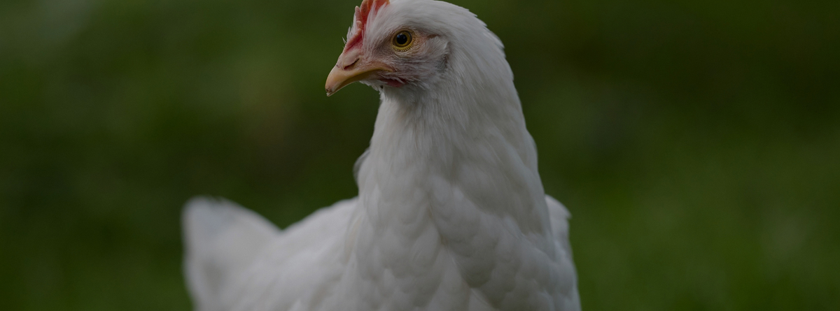 Natural Parasite Control for Chickens