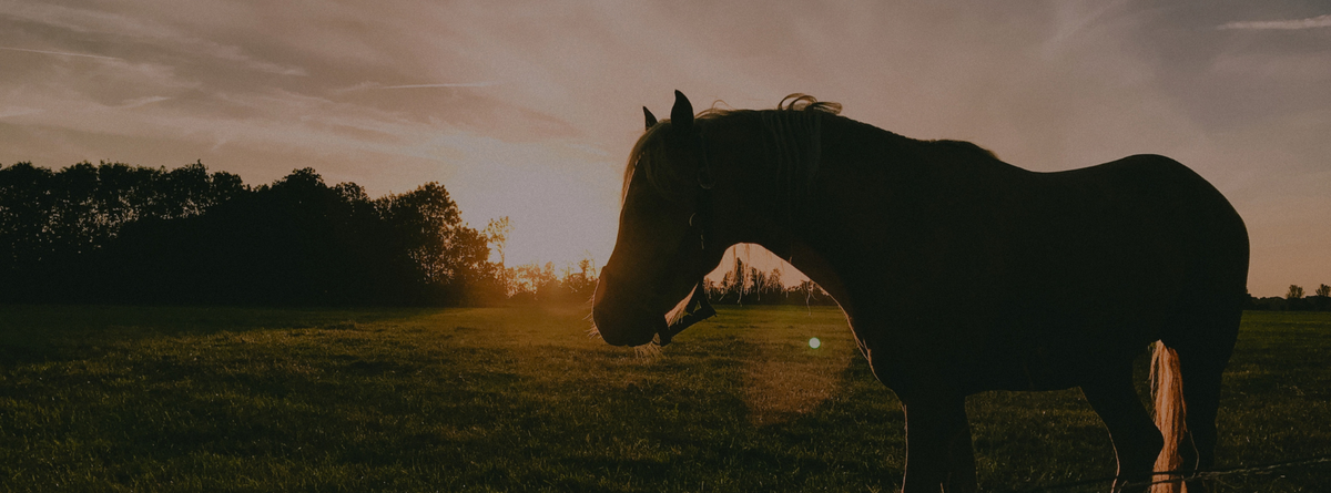 Natural Remedies for Managing Winter Respiratory Issues in Horses
